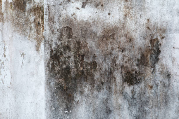 Professional Mold Removal in Yellville, AR